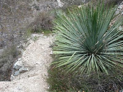 Erosion and yucca