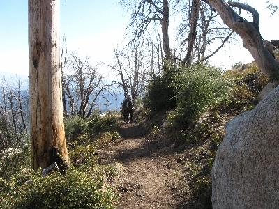 A section of newly-cleared hiking trail