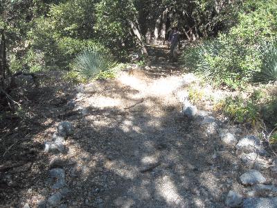 A section of newly-cleared trail.