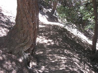 Another section of newly-cleared trail