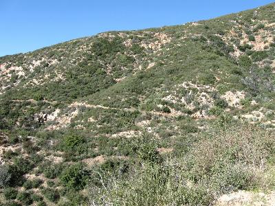 Volunteers spread across a wide area of trail